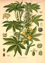 Castor oil plant