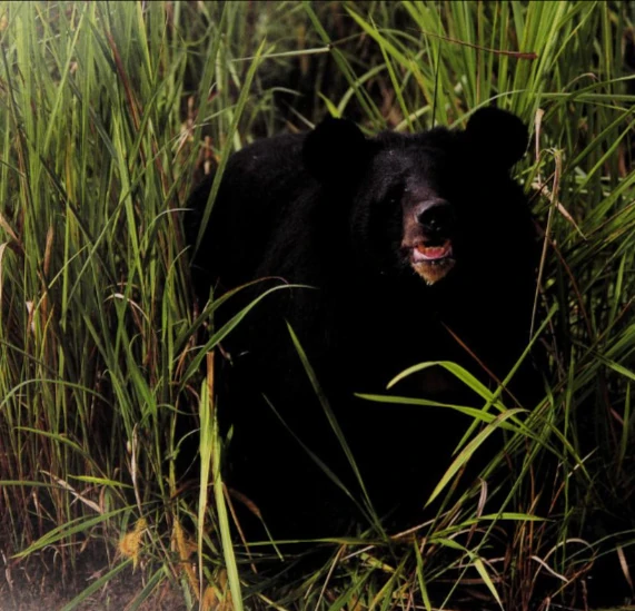Asiatic Black Bear Age Of Mammals Wiki Fandom