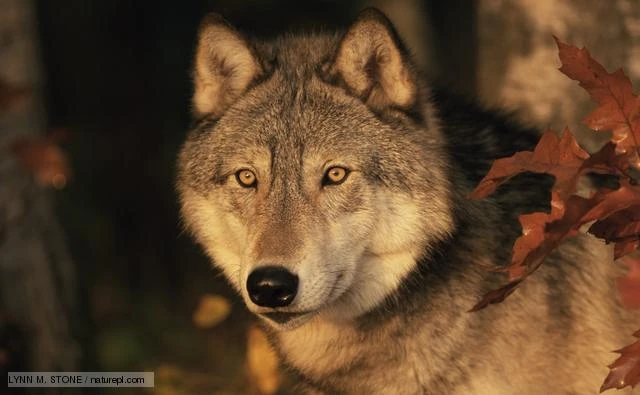 Gray Wolf | Age Of Mammals Wiki | Fandom