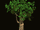 LoQueSeaLoco/Evergreen Harborage