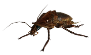 Гигантский таракан (1).png