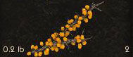 Goldenberry.jpg