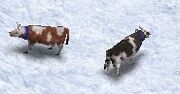 Cows.jpg