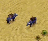 Yak Caravan carrying gold