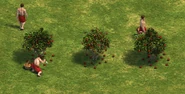 Foragers harvesting Berry Bushes in Age of Empires: Definitive Edition