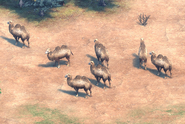 A group of Bactrian Camels