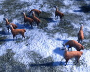 Guanacos, found in Araucania, in the Definitive Edition