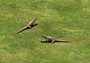 A pair of Komodo Dragons in-game