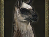 Llama