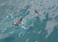 Mola Mola, sticking its head out of the water, in the Definitive Edition