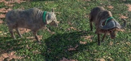 Water buffalo aoe3de ingame.jpg (1.02 MB) In-game Water Buffaloes in the Definitive Edition