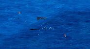 Marlins are rarely found far from other fish; here a Marlin is found close to Snappers.