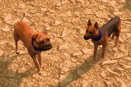 The two in-game variants of the Dog in Age of Empires III: Definitive Edition