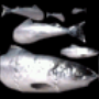 The icon used by all Fish in Age of Mythology