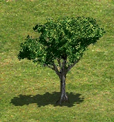 TreeL.png (67 KB) Tree L