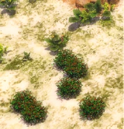 Berry Bushes in Ceylon in Age of Empires III
