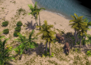 Wild Elephants near the coast of the central island