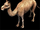 Camel (Gaia)