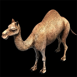 Wild Camel | Age of Empires Series Wiki | Fandom