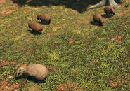 Capybaras in Yucatán in the Definitive Edition