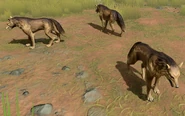 Japanese Wolf views AoMR.png (2.71 MB) Some Japanese Wolves