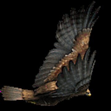 Harpy Eagle - Flying Loop - Front View, Elements Motion Graphics