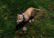 A player-controlled Cougar in the Definitive Edition