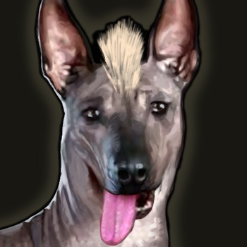 Peruvian dog portrait