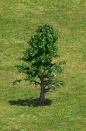 TreeB.png (106 KB) Tree B