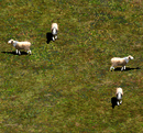 Aoe2 sheep