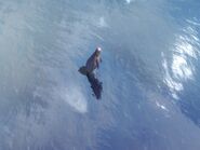 A Beluga jumping out of water
