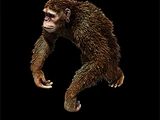Furious the Monkey Boy