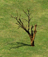 TreeF.png (132 KB) Tree F