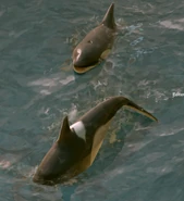 Aomr orca view.png (1.18 MB) Close-up of Orcas in Age of Mythology: Retold