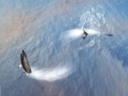 A duo of Minke Whales in New England