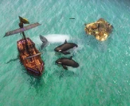 Orcas combat.png (575 KB) Orcas clashing with a Caravel