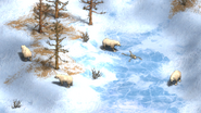 Polar Bears