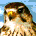 Icon used by all flying birds before the Definitive Edition.