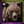 Canada Home City (Grizzlies)