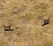 Goats in Age of Empires II