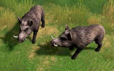 Boar AoMR