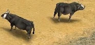 WaterBuffaloes.jpg (7 KB) Two Water Buffaloes
