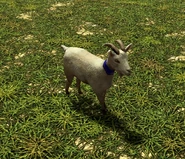 In-game Goat in Age of Empires III: Definitive Edition
