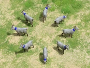 Many views of the Goat in Age of Mythology: Retold