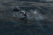 Orca view AoMR.png (1.58 MB) Orcas in Retold