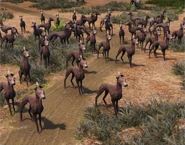 In-game Peruvian Dogs