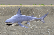 Shark seen under the water in Retold