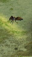 Caladria falling