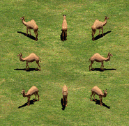 A group of Camels