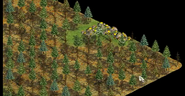 Gold Mines hidden in the deep pockets of the forests in the edges of the map